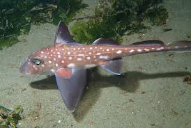 Image result for Hydrolagus colliei