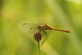 Attēlu rezultāti vaicājumam “Sympetrum sanguineum female”