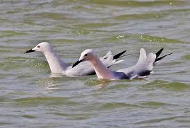 Image result for Chroicocephalus genei