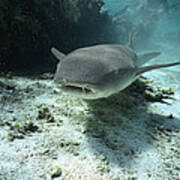 Image result for Nebrius ferrugineus