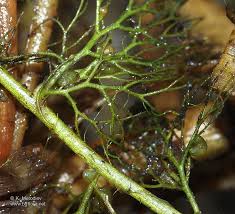 Attēlu rezultāti vaicājumam “Utricularia vulgaris”