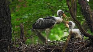 Attēlu rezultāti vaicājumam “Ciconia nigra nest”