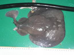 Image result for Tetronarce nobiliana