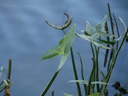 Attēlu rezultāti vaicājumam “Sagittaria sagittifolia leaf”