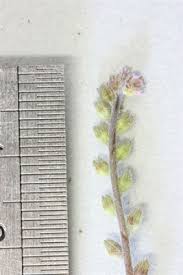 Attēlu rezultāti vaicājumam “Myosotis stricta”