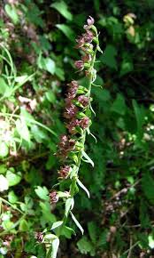 Attēlu rezultāti vaicājumam “Epipactis helleborine leaf”