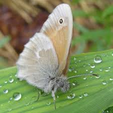 Attēlu rezultāti vaicājumam “Coenonympha tullia”