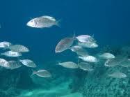 Image result for Lithognathus mormyrus