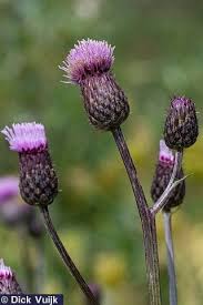 Attēlu rezultāti vaicājumam “Cirsium arvense”