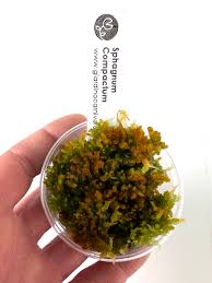 Attēlu rezultāti vaicājumam “Sphagnum compactum”