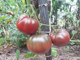 Afbeeldingsresultaat voor black elephant tomato