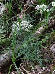 Attēlu rezultāti vaicājumam “Peucedanum palustre leaf”