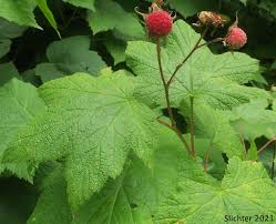 Attēlu rezultāti vaicājumam “Rubus parviflorus fruit”