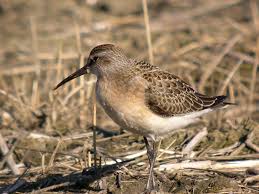 Attēlu rezultāti vaicājumam “Calidris ferruginea”
