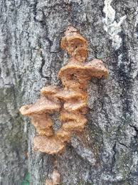 Attēlu rezultāti vaicājumam “Amaurochaete atra spores”