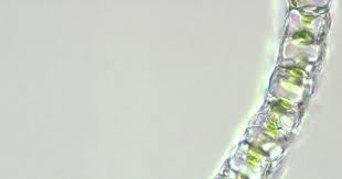 Attēlu rezultāti vaicājumam “Sphagnum centrale”