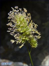 Attēlu rezultāti vaicājumam “Dactylis glomerata subsp. glomerata”