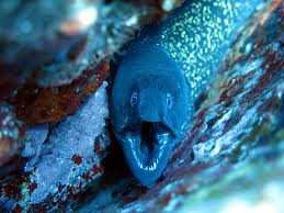 Image result for Muraena helena