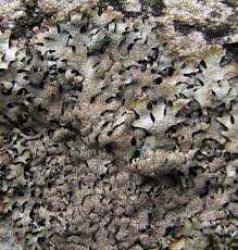 Attēlu rezultāti vaicājumam “Parmelia serrana”