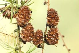 Attēlu rezultāti vaicājumam “Larix kaempferi female flower”