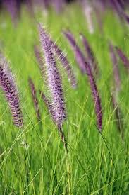 Attēlu rezultāti vaicājumam “Gramineae”