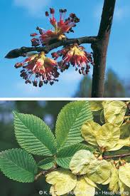 Attēlu rezultāti vaicājumam “Ulmus glabra fruit”