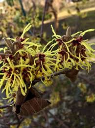 Attēlu rezultāti vaicājumam “Hamamelis mollis flower”