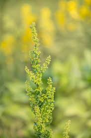 Attēlu rezultāti vaicājumam “Rumex obtusifolius flower”