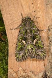 Attēlu rezultāti vaicājumam “Trachea atriplicis”