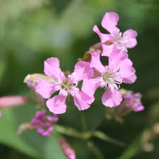 Image result for Pechnelke