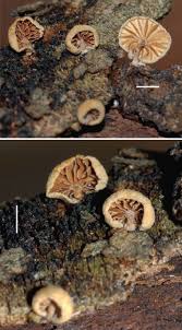 Attēlu rezultāti vaicājumam “Athelia pyriformis”