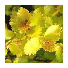 Attēlu rezultāti vaicājumam “Betula nana flower”