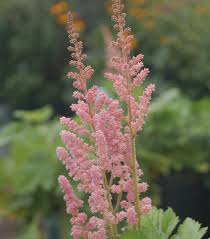 Attēlu rezultāti vaicājumam “Astilbe chinensis leaf”