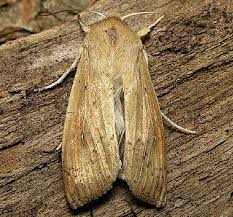 Attēlu rezultāti vaicājumam “Mythimna sp.”