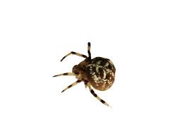 Attēlu rezultāti vaicājumam “Araneus quadratus female”