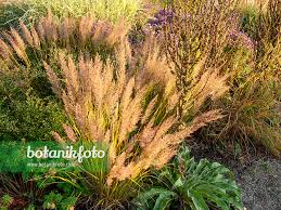 Attēlu rezultāti vaicājumam “Calamagrostis arundinacea”