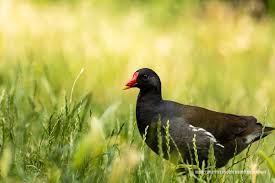 Attēlu rezultāti vaicājumam “Gallinula chloropus adult”
