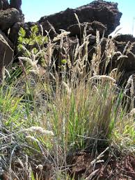 Attēlu rezultāti vaicājumam “Holcus lanatus  fruit”