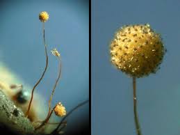 Attēlu rezultāti vaicājumam “Cribraria microcarpa spores”