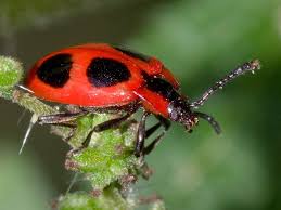 Attēlu rezultāti vaicājumam “Endomychus coccineus”