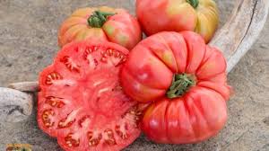 Afbeeldingsresultaat voor black oxheart tomato