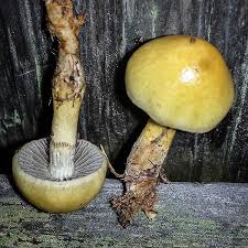 Attēlu rezultāti vaicājumam “Protostropharia alcis”