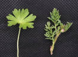 Attēlu rezultāti vaicājumam “Cribraria violacea stalked”