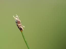 Attēlu rezultāti vaicājumam “Eleocharis acicularis”