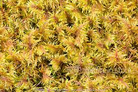 Attēlu rezultāti vaicājumam “Thuidium tamariscinum”