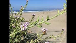 Attēlu rezultāti vaicājumam “Cakile maritima subsp. baltica”