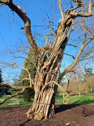 Attēlu rezultāti vaicājumam “Robinia pseudoacacia”