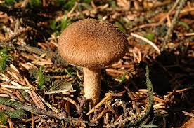Attēlu rezultāti vaicājumam “Inocybe lanuginosa”