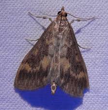 Attēlu rezultāti vaicājumam “Ostrinia nubilalis”