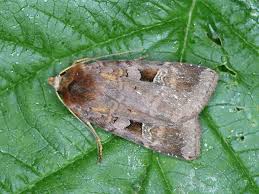 Attēlu rezultāti vaicājumam “Diarsia brunnea”